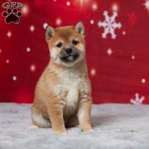 Butch, Shiba Inu Puppy